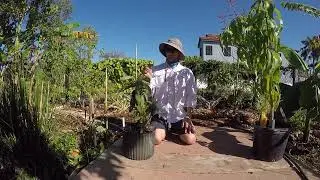 When will a grafted fruit tree fruit?