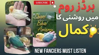 Bird Room Ma Light K Faida | Informative Video | Shani Bhai Aviary