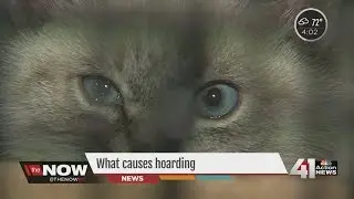 Cat Hoarding in Kansas City: How many cats should be in one household?