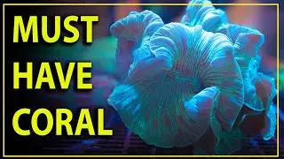 The MOST underrated and unsual coral you never heard of...