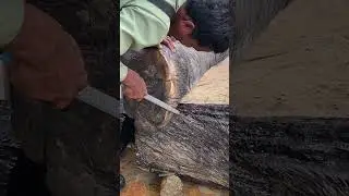 Forest Clinics Offer Lifesaving Foot Care to Injured Elephants