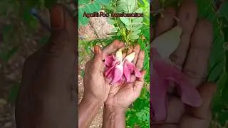 Agathi Poo Transformation 🌿❣️ #flowergarden #flower #vegetables #vegetablegarden #flowers #leaf