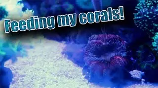 Feeding my corals Reed Roids!!! | AWESOME coral polyp expansion!