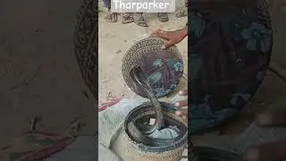 black cobra #snacks #cobra #tharparkar #tourism #sindh #babujanumanu #murshad