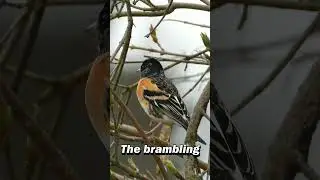 The brambling💖 #shorts #birding #bird #nature #youtubeshorts #birdwatching #birds #birder #brambling
