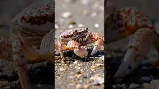 Did you know this about the Crab 🦀🦀 #facts #trending #animals #crab #wateranimals #factotechbaba