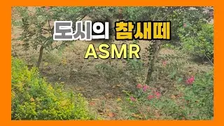 도시의 참새떼 ASMR.  ASMR of sparrows in the city. #도시 #참새 #ASMR #울음소리 #일상과발견