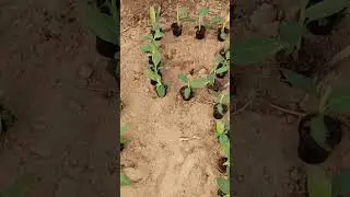 #Banana Farming #indian Farming #SHB FARMING