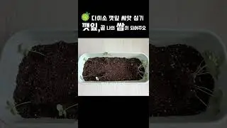#다이소 깻잎 씨앗, 깻잎 심기,how to grow perilla leaves at home,식집사 #gardening #plants,#다이소 씨앗