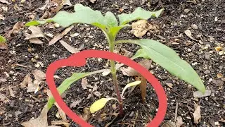What to do when bottom 