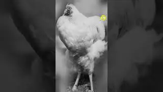 The Chicken That Lived For 18 Months Without A Head|#Shrots