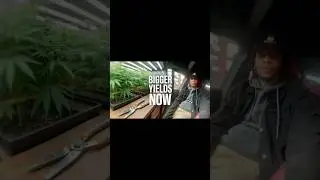 🚨TOP 🌱🤏🏽 THE PLANT ASAP!🚨