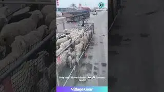 This Sheep Taxi is Next Level! 🐑🛵💨 Then a Goat Rave! 😂 #sheep #goats #funnyanimals #farming #lol