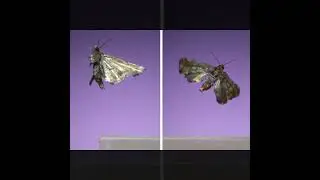BEAUTIFUL MOTHS FLYING IN SUPER SLOW MOTION #MOTHS #beingwy