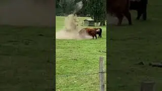 OMG 😱😱 BULL Power#shorts #new #video