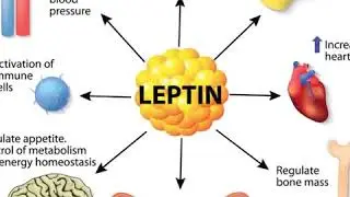 Leptitox Review 2020, Pros & Cons of Leptitox