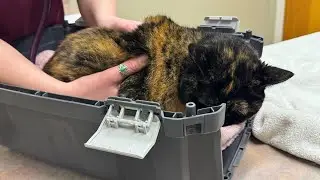 Munchkin Luna At The Vet for Recheck