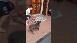 cane vs bambino