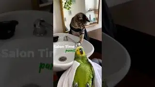 Don't Wash With Cold Water 🌊 #parrot #birdlovers #funnyparrot #talkingparot #superbparrot #shorts