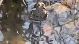 Las vibraciones en el agua del sapo