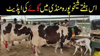 Cow ki fresh Demand in Sheikhupura and Sheikhupura Mandi | Today Sheikhupura Cattle Mandi update