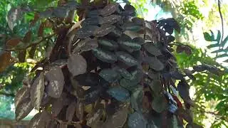 Un d&iacute;a m&aacute;s de jardiner&iacute;a 