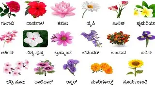 Flowers Name In English And Kannada//ಹೂವುಗಳ ಹೆಸರು//Hūvugaḷa hesaru//Flowers vocabulary//flowers Name