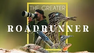 Experiencing God as a Wildlife Filmmaker | a Cinematic Testimony