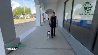 Havanese | Benson | Top Dog Tampa | Tampa Dog Training | Tyler Lash | Board and Train | Aggression |