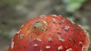 Cute Little Jumping Spider-Female Thiodina Puerpera