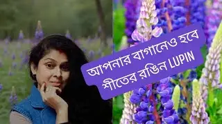 &ldquo;Rare Winter Bloom! লিউপিন ফুলে রঙিন আমার ছোট্ট বাগান 😍💙🤍&rdquo;Lupin flower plant।