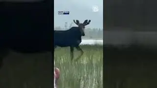 WILD ENCOUNTER: Moose strolls past canoe on Maine lake