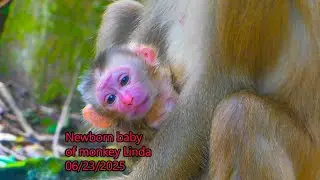 Morning-News!! Welcome Newborn baby, Monkey Linda give birth successfully 06/023/2025 Congrats🎉🎉🎉💞💞