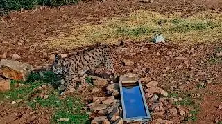Linces ibéricos en Territorio Lince