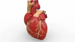 Human Heart || Circulatory System || Various Heart Disease || Healthy Lifestyle