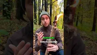 Fackel aus Rohrkolben bauen?😱 #bushcraft #gutzuwissen #wissenswert #survivalhack #fackel