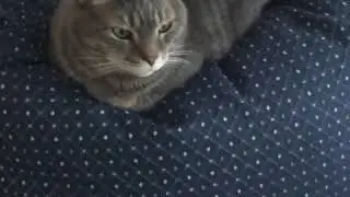 Buttered Cat Loaf