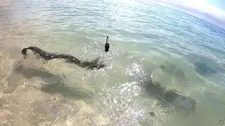 Shore casting in Mauritius #fishing