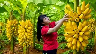 How to Harvest Banana, goes To Market Sell - Harvesting and Cooking |Tieu Vy Daily Life