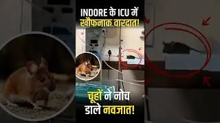 Indore MY Hospital Horror: Newborns Die After Rat Attack in NICU