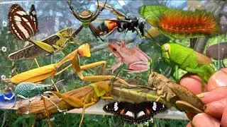 &ldquo;The Unique Grasshopper Hunt You&rsquo;ve Never Seen!&rdquo;⁉️Praying mantis,Butterfly,frog,beetles&hellip;