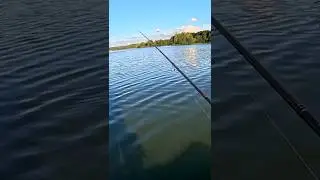 Large perch on a jig #fishing #fishing #perch