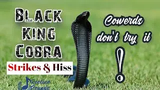 BLACK COBRA SCARY SOUNDS ASMR | KING COBRA SOUND | SNAKE SOUND