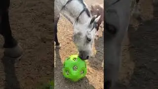 Hay balls are the best toy ever!