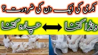 goats daily diet plane | bakri ki khurak | بکری کی ایک دن کی ضرورت