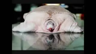 I 100 ANIMALI PI&Ugrave; STRANI DEL MONDO