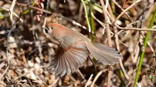 vinous--throated Parrotbill ( 붉은머리오목눈이 )