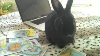 Fred the Psychic Bunny & Secret Agent