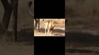 Powerful Asiatic Lions Fighting | Kings of Asia - #short #lions #lionfight