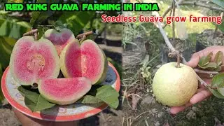 Red King guava Plant available contact and WhatsApp 7047420953
